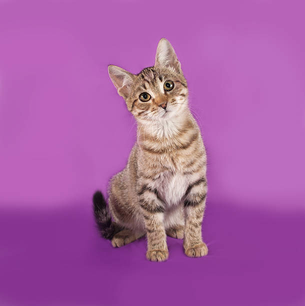 istock Striped kitten sitting on lilac 472479504