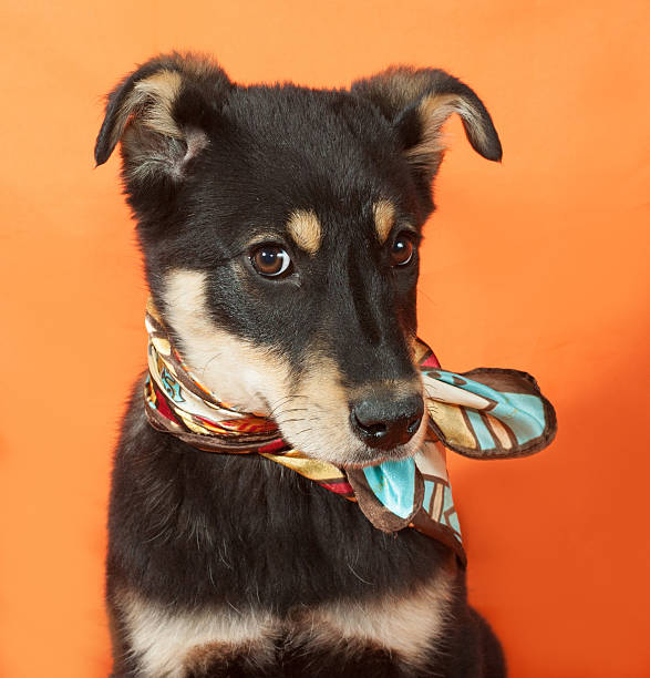 istock Little puppy sitting on orange 472479558