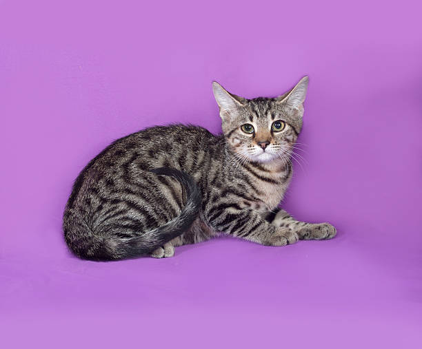 istock Striped kitten sitting on lilac 472479638