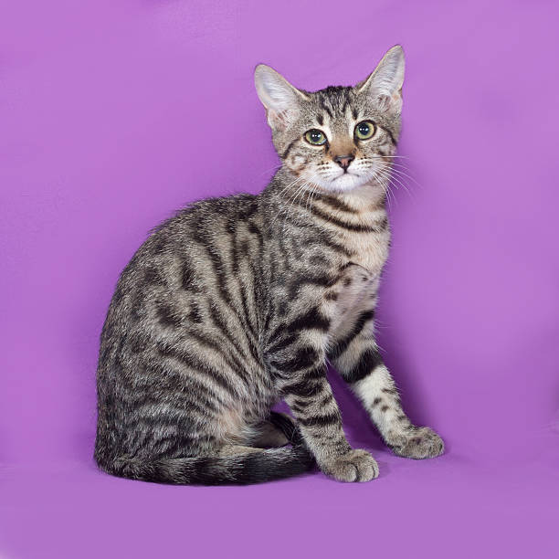 istock Striped kitten sitting on lilac 472479664