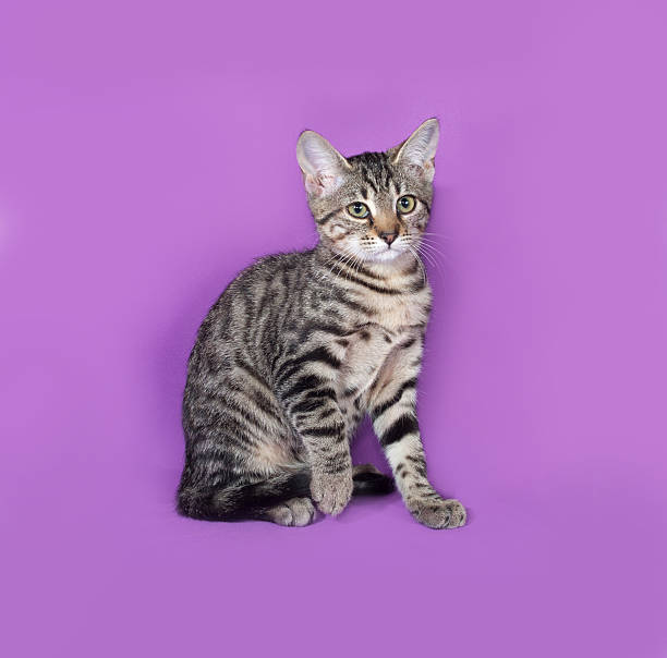istock Small striped kitten sitting on lilac 472479696