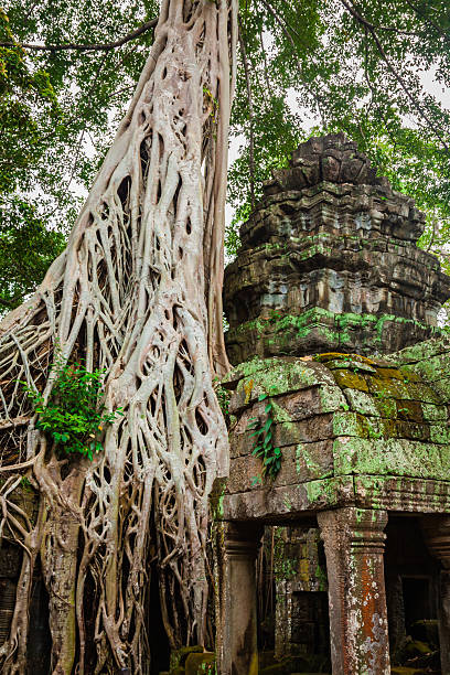 istock Ancient ruins in Ta Prohm or Rajavihara Temple at Angkor 472479814