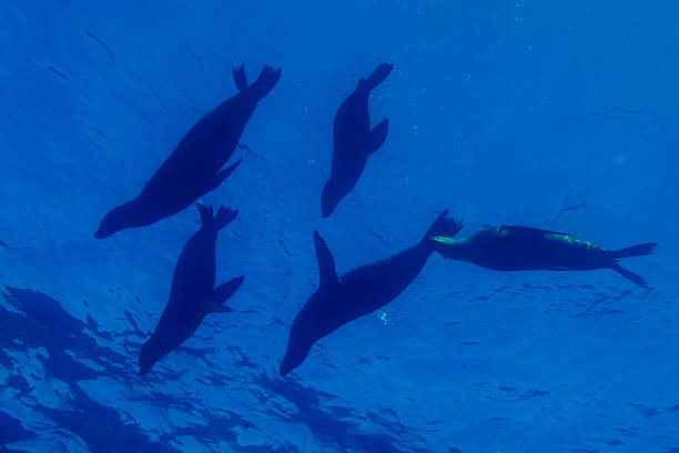 istock group of sea lions underwater 472480074