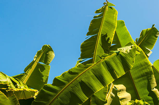 istock Banana leaves with blue sky background. 472480170