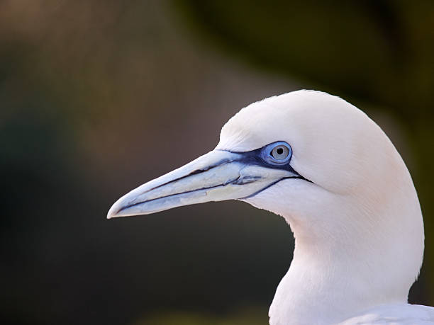 istock Portrait of a Northern Gannet 472480236