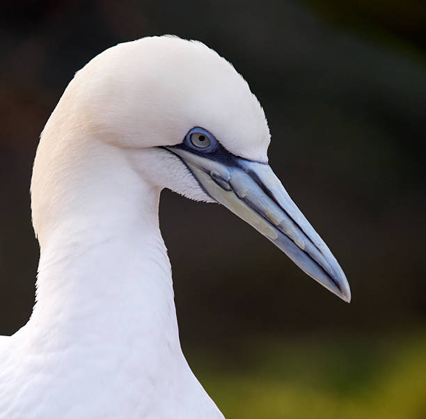 istock Portrait of a Northern Gannet 472480242