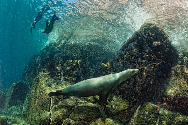 istock Puppy sea lion underwater looking at you 472480268