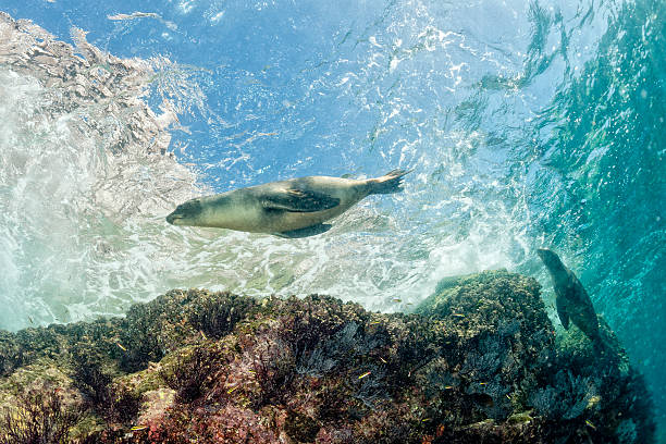 istock Puppy sea lion underwater looking at you 472480270