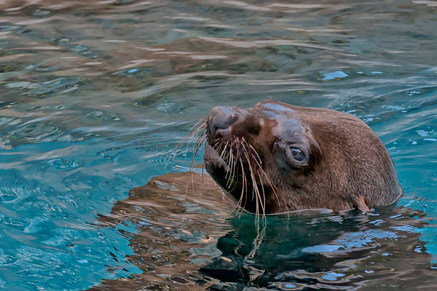 istock seal close up portrait 472480538