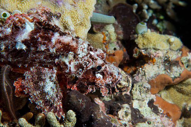 istock Scorpion Lion fish portrait 472480560