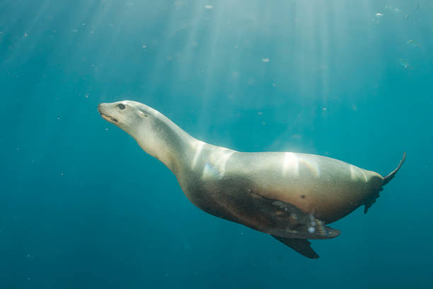 istock sea lion underwater looking at you 472480794