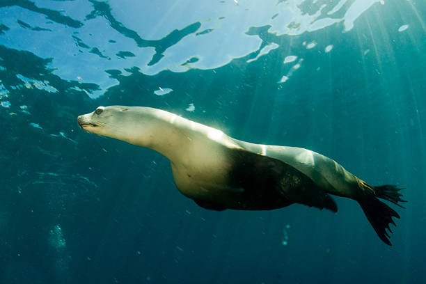 istock sea lion underwater looking at you 472480796