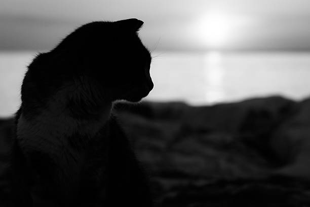 schwarze und weiße katze silhouette bei sonnenuntergang - street fog profile stock-fotos und bilder