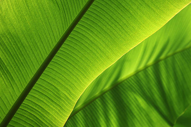 hoja de tropical - leaf vein leaf plant macro fotografías e imágenes de stock