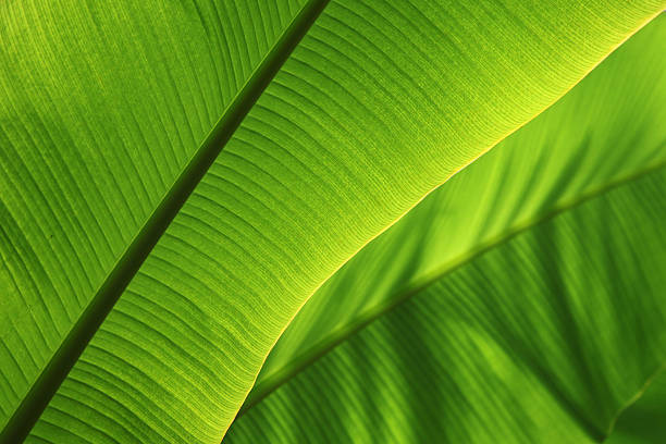 folha tropical - close up plant leaf macro - fotografias e filmes do acervo