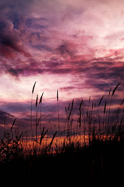 istock Digital art, paint effect, Purple sunset with tall grass 472482340