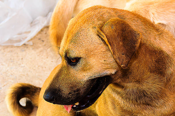 istock the stray dog on the temple 472482954