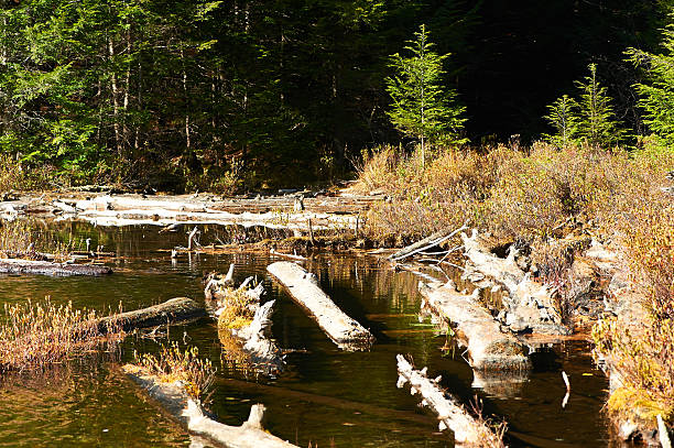 istock Pond in White Mountain National Forest, New Hampshire 472484528
