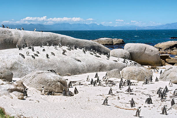 istock Colony of little penguins on beach 472485910