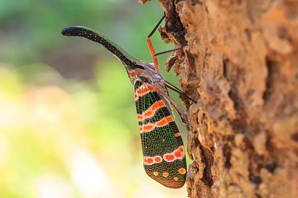 lanternflies insect, beauty insect on tree in forest
