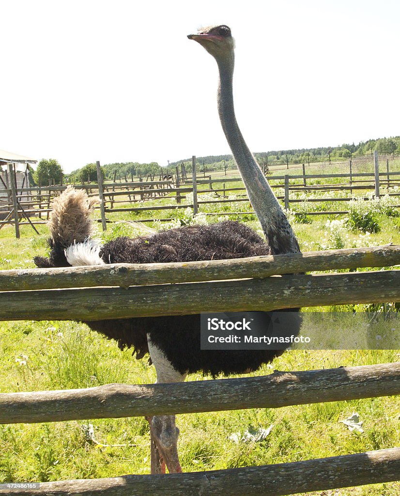 Strauß - Lizenzfrei Afrika Stock-Foto