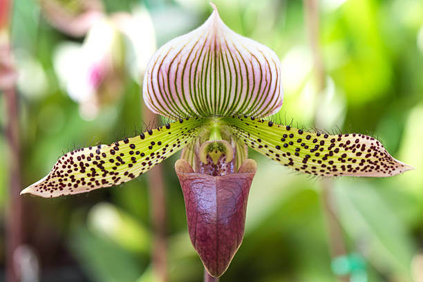 paphiopedilum orquídea - ladyslipper imagens e fotografias de stock