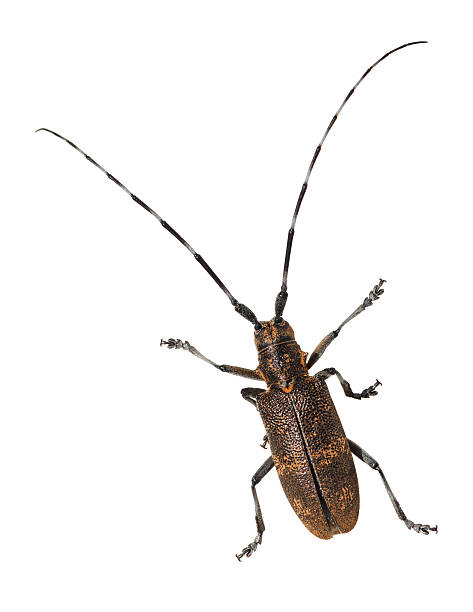 istock Top view of beetle with long antennae 472486796