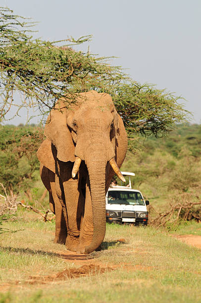 istock Tourists watching Elephants in Kenya 472487612