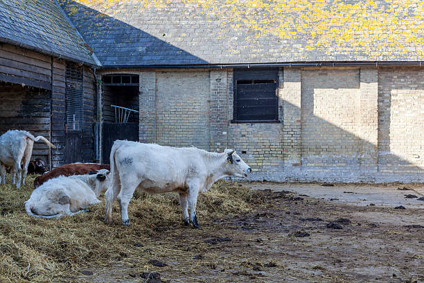 istock cows outside farm buildings 472487802