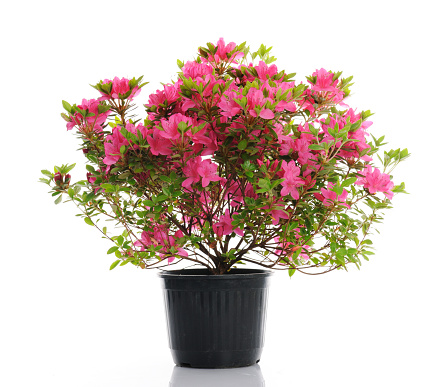 vase with blossom azalea on white background