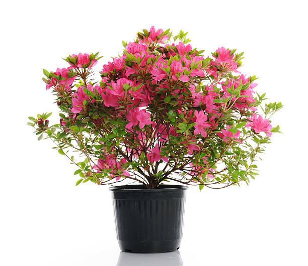 vase with blossom azalea vase with blossom azalea on white background rhododendron stock pictures, royalty-free photos & images