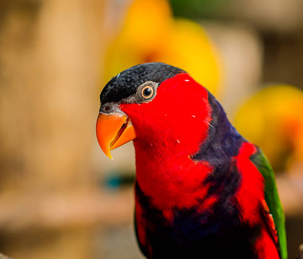 istock Black-capped Lory, a kind of Parrot. 472488728