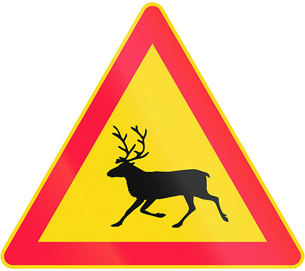istock Reindeer Crossing in Finland 472489888