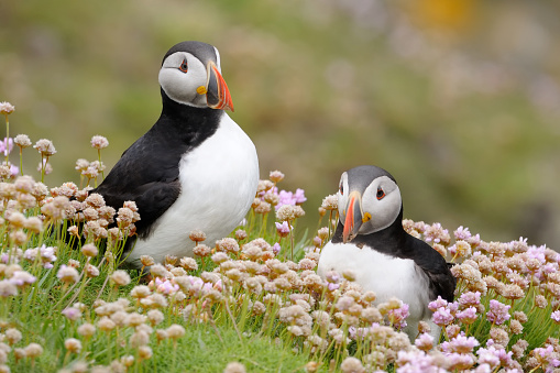 Two Atlantic Puffins together in pink thrift.