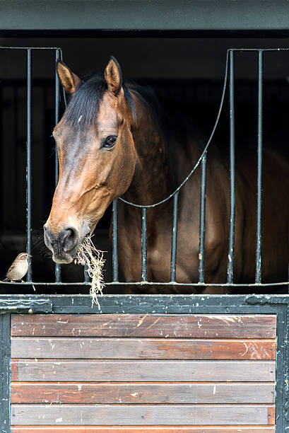 ritratto di cavallo con passerotti di uccello nel fienile - animal head horse stable barn foto e immagini stock