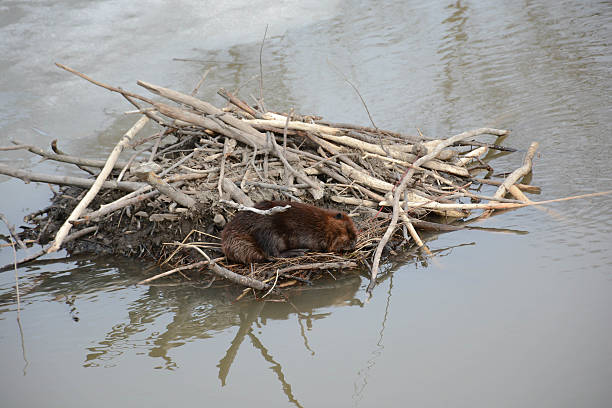 istock Baby Beaver Catches a Na[ 472493402
