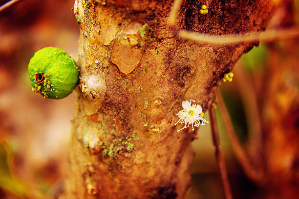 Jabuticaba trunk with flower and green jabuticaba fruit. Post processing with Lightroom, Photoshop and Nick Software.