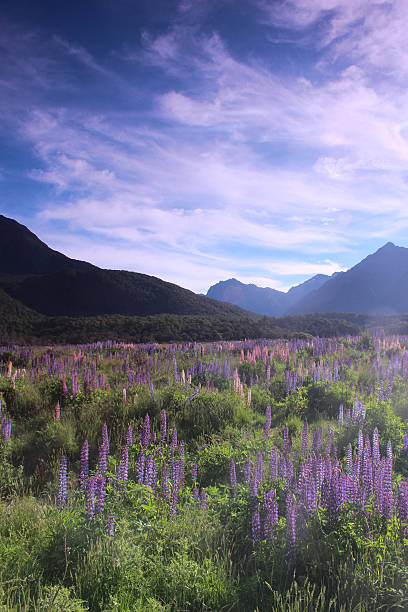 istock Lupin Flowers in front of a Mountain Range 472493456
