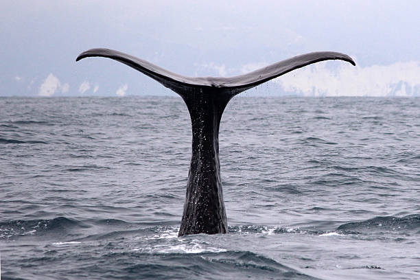 Whale Watching in Kaikoura, New Zealand
