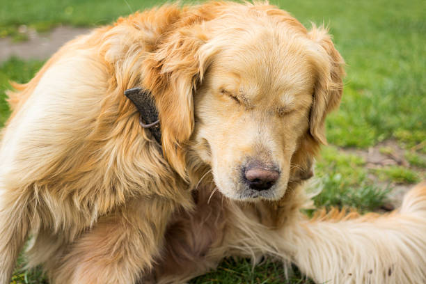 adulto golden retriever di graffiare le pulci - tick dog flea pets foto e immagini stock