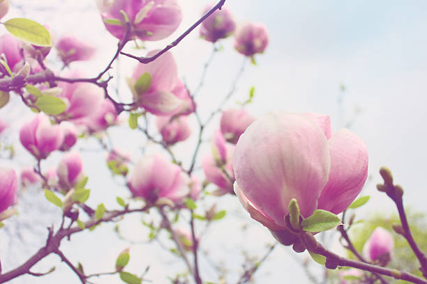 abloom kwiat z drzewa magnolii w spring  - abloom zdjęcia i obrazy z banku zdjęć