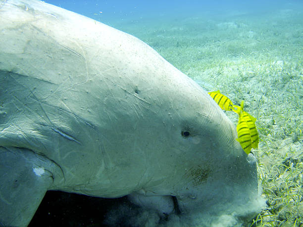 istock Isolated Dugongo Sea Cow while digging sand for food 472494604