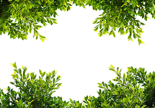 istock banyan green leaves isolated on white background 472494726