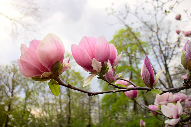abloom kwiat z drzewa magnolii w wiosennym - abloom zdjęcia i obrazy z banku zdjęć