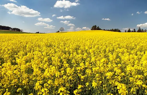 view of flowering field of rapeseed - brassica napus - plant for green energy and oil industry