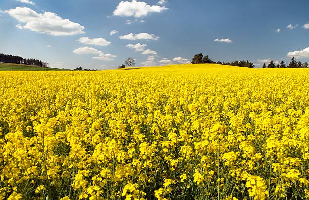 vista do campo de flores de colza - cole - fotografias e filmes do acervo