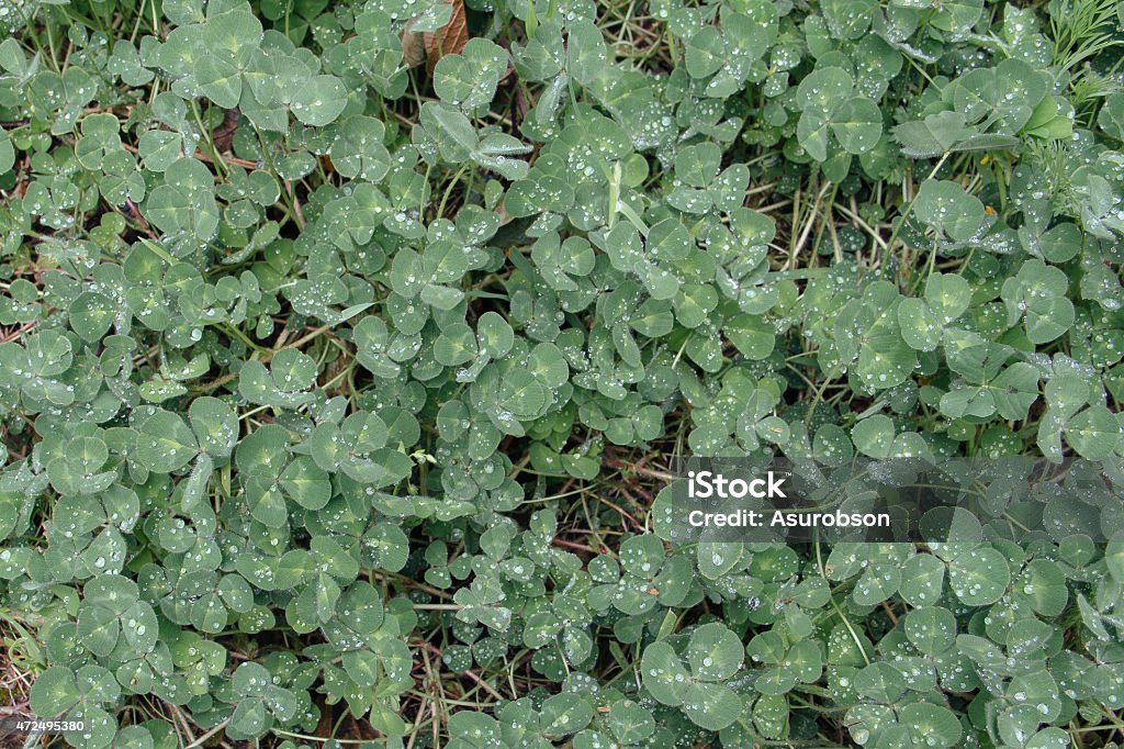 Clovers Background of clovers 2015 Stock Photo