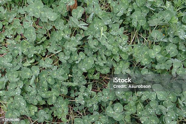 Clovers Stock Photo - Download Image Now - 2015, Celebration, Clover