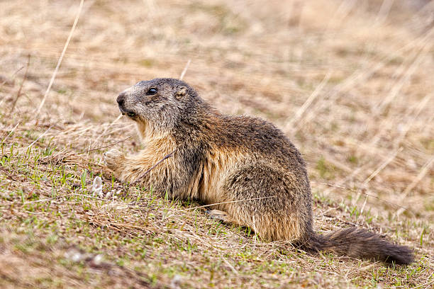 istock Isolated marmot portrait while looking for food 472495432