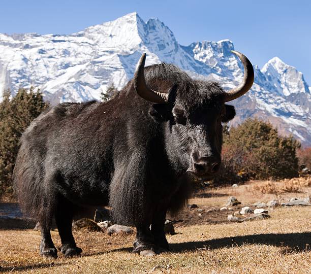 istock Black yak on the way to Everest base camp 472495596